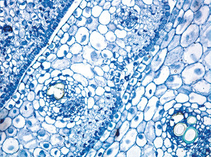 Imagen de microscopía del desarrollo de hojas de caña de azúcar