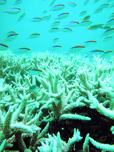 Corals: threatened by global warming