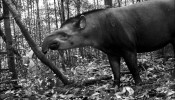 A anta-brasileira (Tapirus terrestris), espécie vulnerável, fotografada em Manaus.