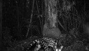 A discreta jaguatirica (Leopardus pardalis), em Manaus.