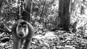 O macaco-rabo-de-porco (Macaca nemestrina) passa em frente à câmera na Indonésia.