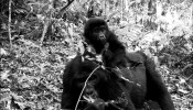 O gorila-das-montanhas (Gorilla beringei beringei) é fotografado com filhote, em Uganda.