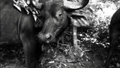 O búfalo-africano (Syncerus caffer) também foi fotografado, na Tanzânia.