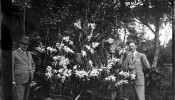 Frederico Carlos Hoehne e Fernando Costa, então Secretário de Agricultura, junto ao primeiro lote da orquídea Laelia purpurata, que floriu no abrigo provisório em novembro de 1929.