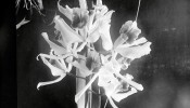 A orquídea Laelia purpurata, do litoral paulista. “A flor synthetisa o bello, porque, para ser lindo é preciso que seja como Ella”, escreveu Hoehne.
