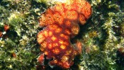 A ascídia (Polyclinum sp.)encontrada próxima ao Yacht Club de Ilhabela (SP) não consta nas listas de organismos da região. Os pesquisadores desconhecem se é uma espécie invasora ou rara.