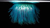 A colônia Porpita (Porpita porpita) vive flutuando na superfície do mar. Cada animal cilíndrico que se prende à superfície inferior do disco central da colônia possui uma função: reprodução, ingestão, captura de alimentos e defesa.