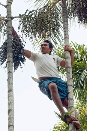 Balance and speed: Antonio da Silva pulls off a branch with mature açaí seeds...