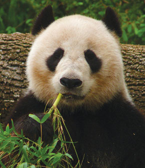 A giant panda: One of the genomes for which China’s Beijing Genomics Institute (BGI) decoded the complete sequence 