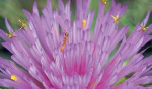 Une fourmi visite l’inflorescence de la plante para-tudo-do-campo ou perpétua (Gomphrena macrocephala)