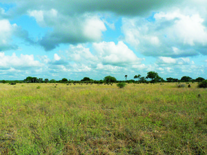 Savana africana Saadani, na Tanzânia