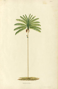 Palmeira desenhada por Barbosa Rodrigues, em 1873, na Amazônia. 