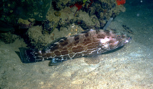 Badejo quadrado (Mycteroperca bonaci) há 40 anos era capturado com aproximadamente 49 quilos (kg); hoje ele é pescado com 17 kg