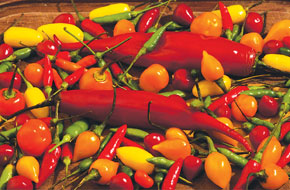 Columbus and his sailors were the first Europeans to be introduced to peppers in the Americas