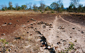 Parallel rows of fossilized stem fragments in Tocantins indicate the layout of Permian streams