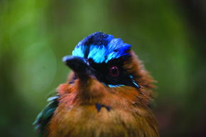 Udu-de-coroa-azul (Momotus momota)