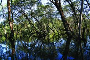 Aspecto de la vegetación del manglar en el núcleo Picinguaba, en Ubatuba, São Paulo