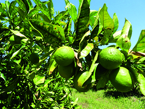 Os frutos das plantas doentes  são menores