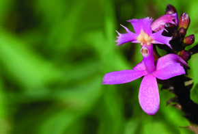 Epidendrum denticulatum (a branch is shown in the inset): ongoing diversification 