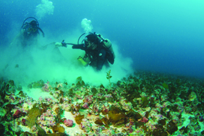 Researchers conduct fieldwork on the rhodoliths of the Abrolhos Bank  