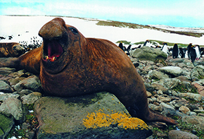 Sea elephant:  also a victim of pesticides