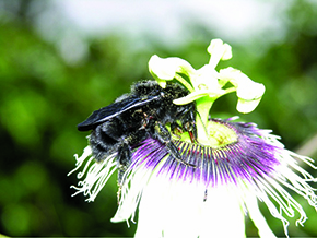 El abejorro Bombus morio recoge néctar de una pasionaria 