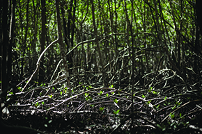 Raíces de Rhizophora mangle mantienen a los árboles en pie en un suelo inestable