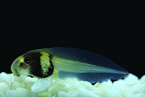 Scinax machadoi tadpole, found in Minas Gerais by Rossa-Feres team from Unesp