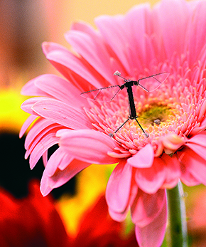 Flying like helicopters, micro-insects could assume the role of pollinators  