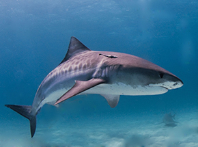 Tiger Shark: young specimens live along the coast near Recife between January and September