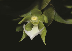 A nova espécie de orquídea tem os lóbulos laterais (pétala branca) em curva, que lembra o formato de uma âncora de navio