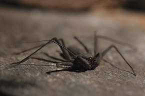 The legs of an amblypygid make it look like something out of a horror film