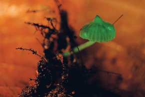 Mycena fera: mushrooms shine all the time, but are seen only in the dark