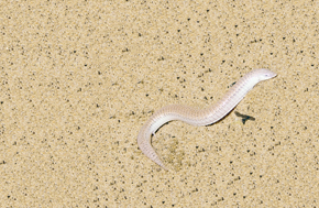 Calyptommatus leiolepis: exemplo de lagarto das dunas do São Francisco com perda de membros