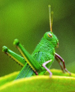 O estudo da digestão de insetos pode levar à produção de plantas mais resistentes