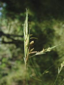Brote de bambú de la especie Aulonemia aristulata, originario del bosque atlántico