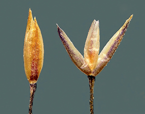 Inflorescence (top) and spikelets of Agrostis lenis: grass rediscovered in the state of São Paulo after 89 years