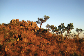 Typical rupestrian grassland landscape in the Canastra Mountains