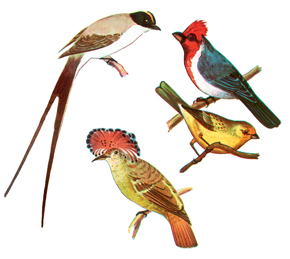 Birds of Brazil (clockwise): flycatcher (Muscivora tyrannus), cardinal (Paroaria coronata), Saffron Finch (Sicalis flaveola flava) and Amazonian Royal Flycatcher (Onychorhynchus c. coronatus). 