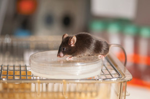 Network wants to encourage the breeding of laboratory animals to meet Brazilian demand