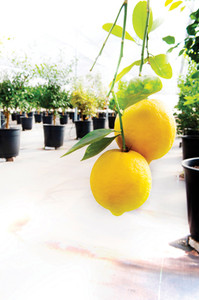 Naranjas contaminados con hongos tienen olor diferente  