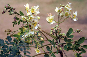 El extracto de las hojas de la Moringa oleifera sirve como aditivo antioxidante