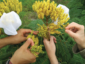 Biólogos analizan las flores del faveiro, amarillas como las de su pariente, el palo brasil