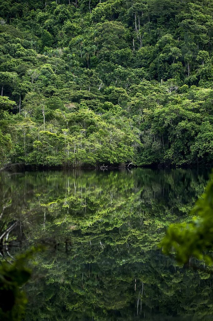 Mata Atlântica da Reserva Biológica de Duas Bocas em  Cariacica, Espírito Santo