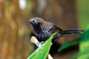 São Paulo marsh antwren: strong genetic divergence between populations