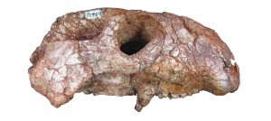 Menadon besairiei skull found in Rio Grande do Sul: the animal was about one meter in length and belonged to the transversodontid lineage