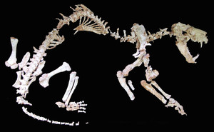 ... one of the most complete cynodont skeletons ever found in Brazil