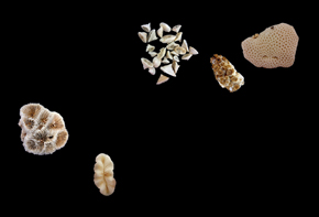 Five species of stony coral (order Scleractinia) found near the mouth of the Amazon River: they grow in the mesophotic zone, where there is little light