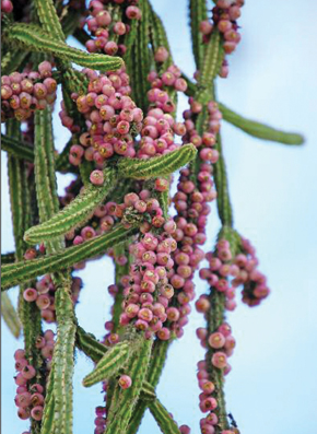 Rhipsalis flagelliformis, a cactus species found exclusively in Rio de Janeiro