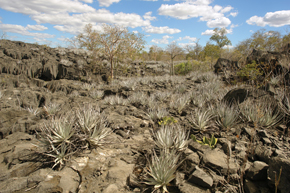 Encholirium fragae bromeliads grow on a limestone outcropping in the municipality of São Desidério, Bahia